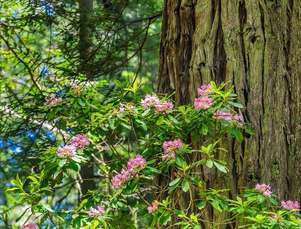 Green towering trees-pink rhododendron-Lady Bird Johnson Grove-Redwoods National Park-California